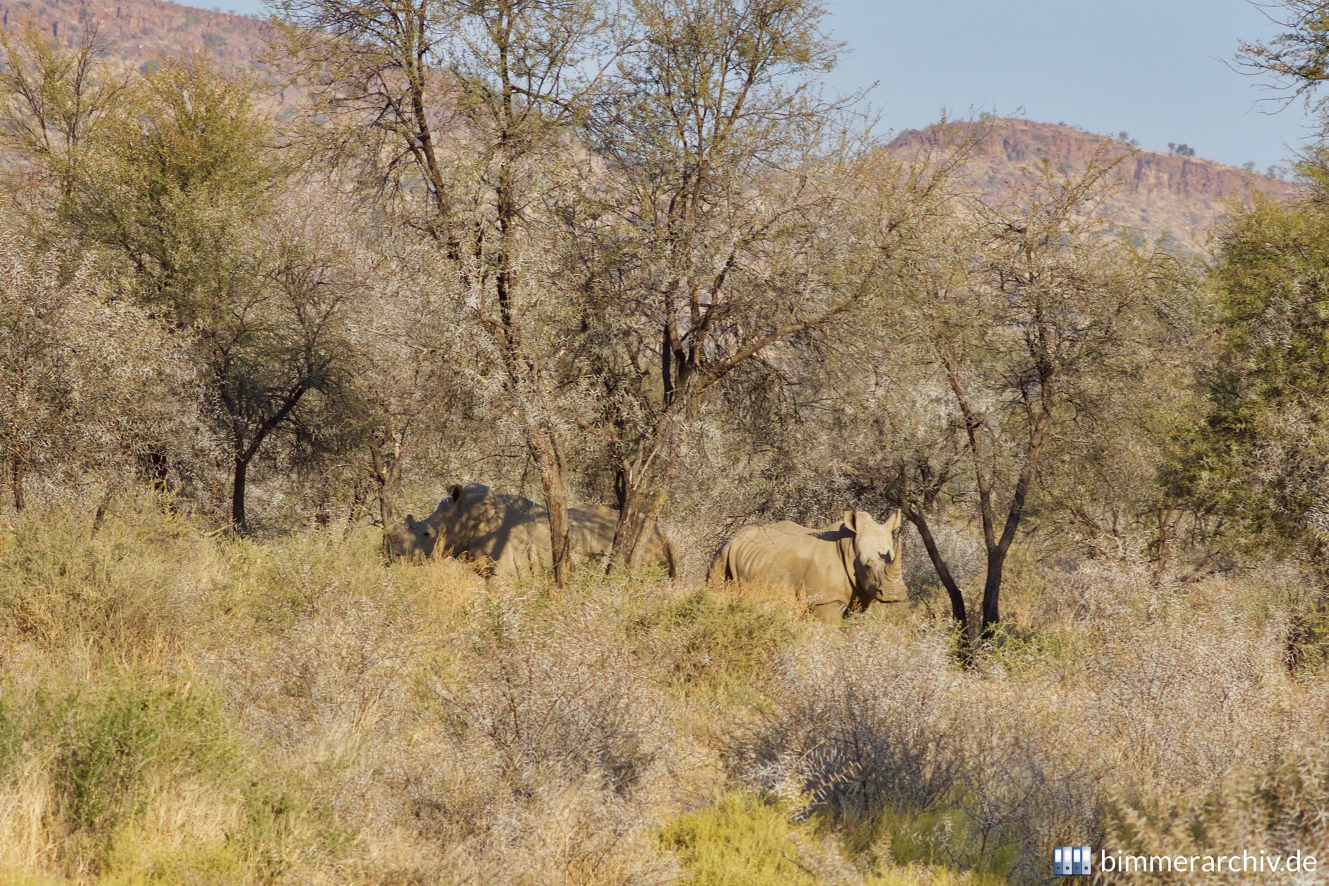 Breitmaulnashorn (Ceratotherium simum)