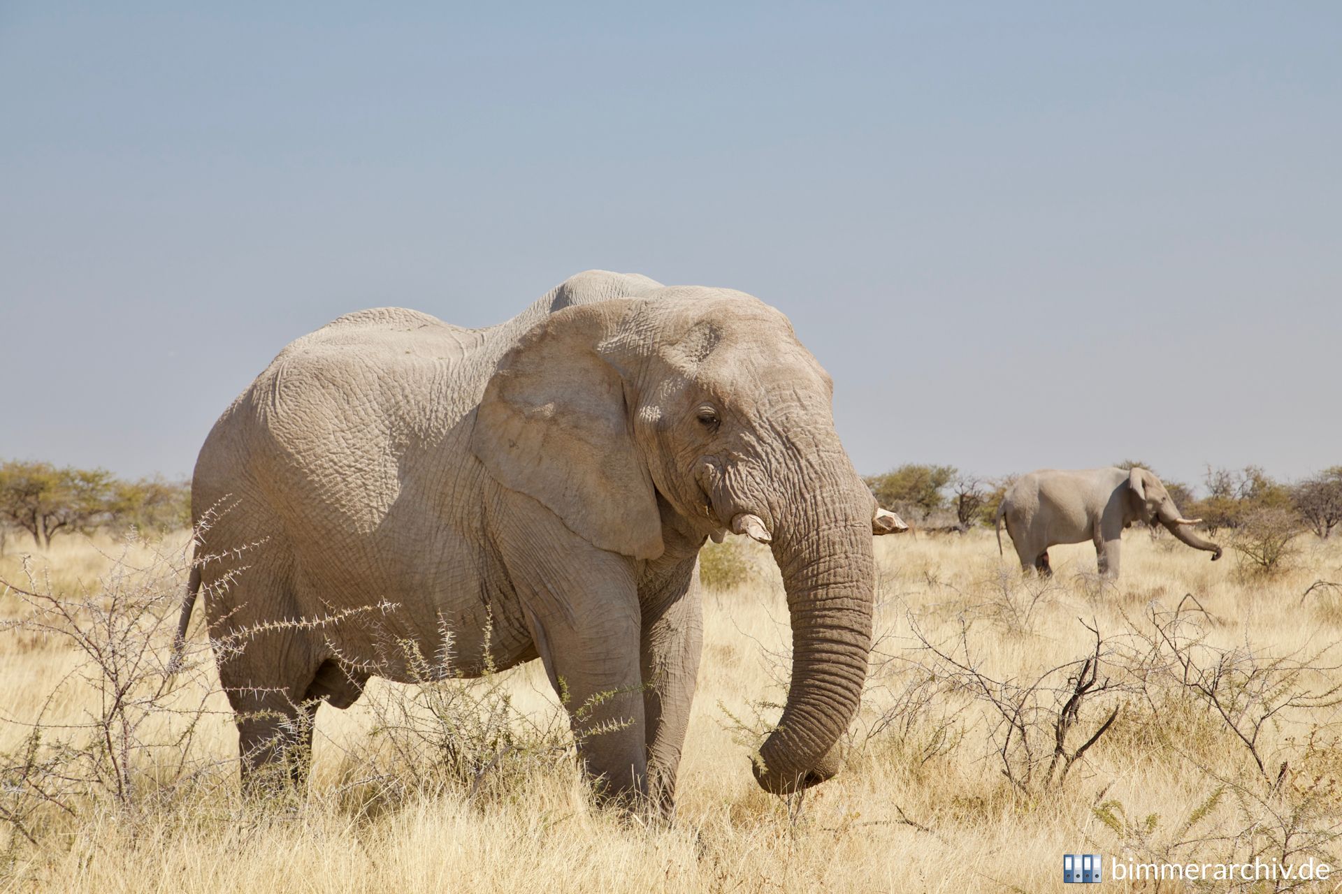 Elefant (Loxodonta africana)