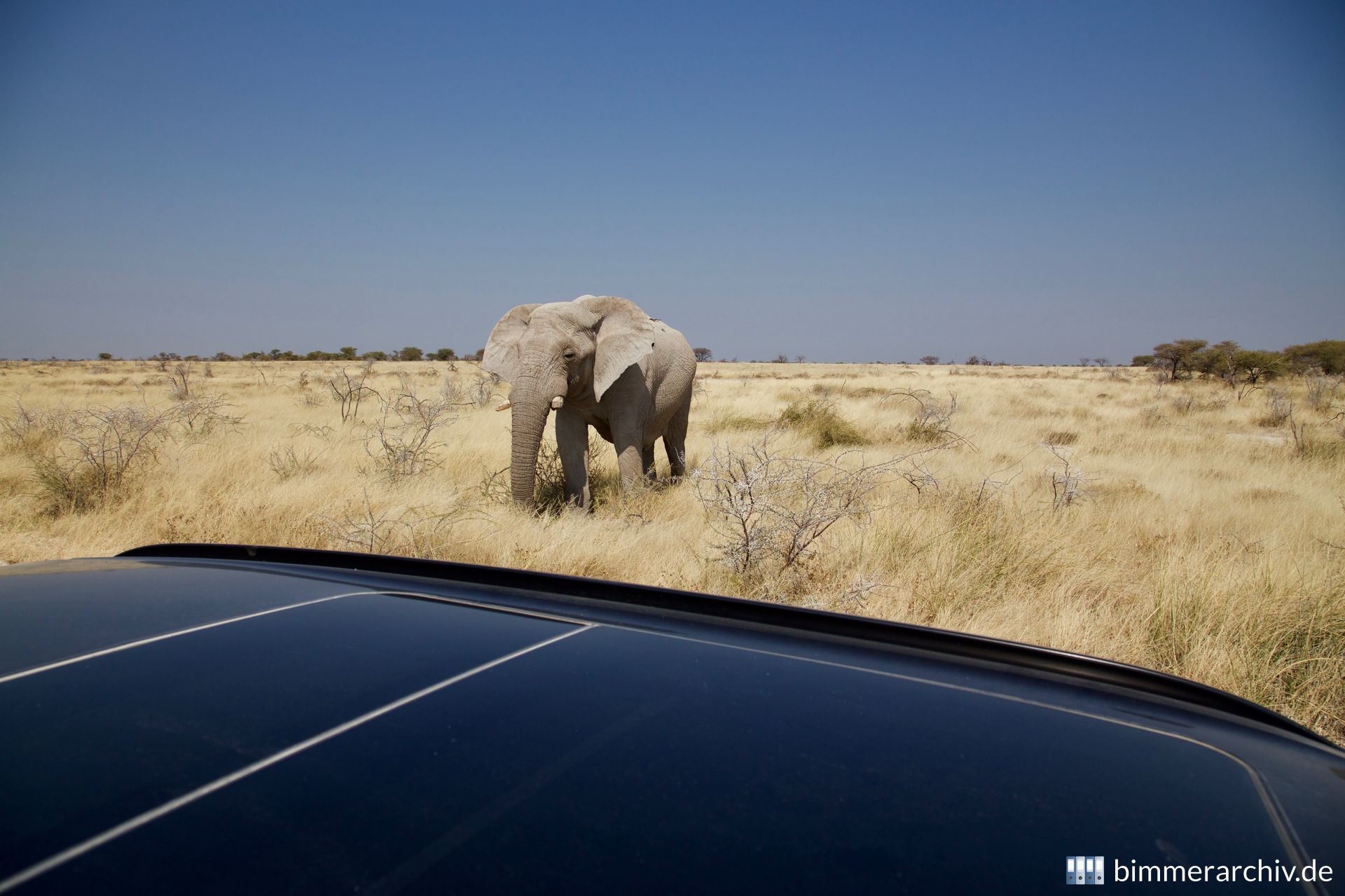 Elefant (Loxodonta africana)