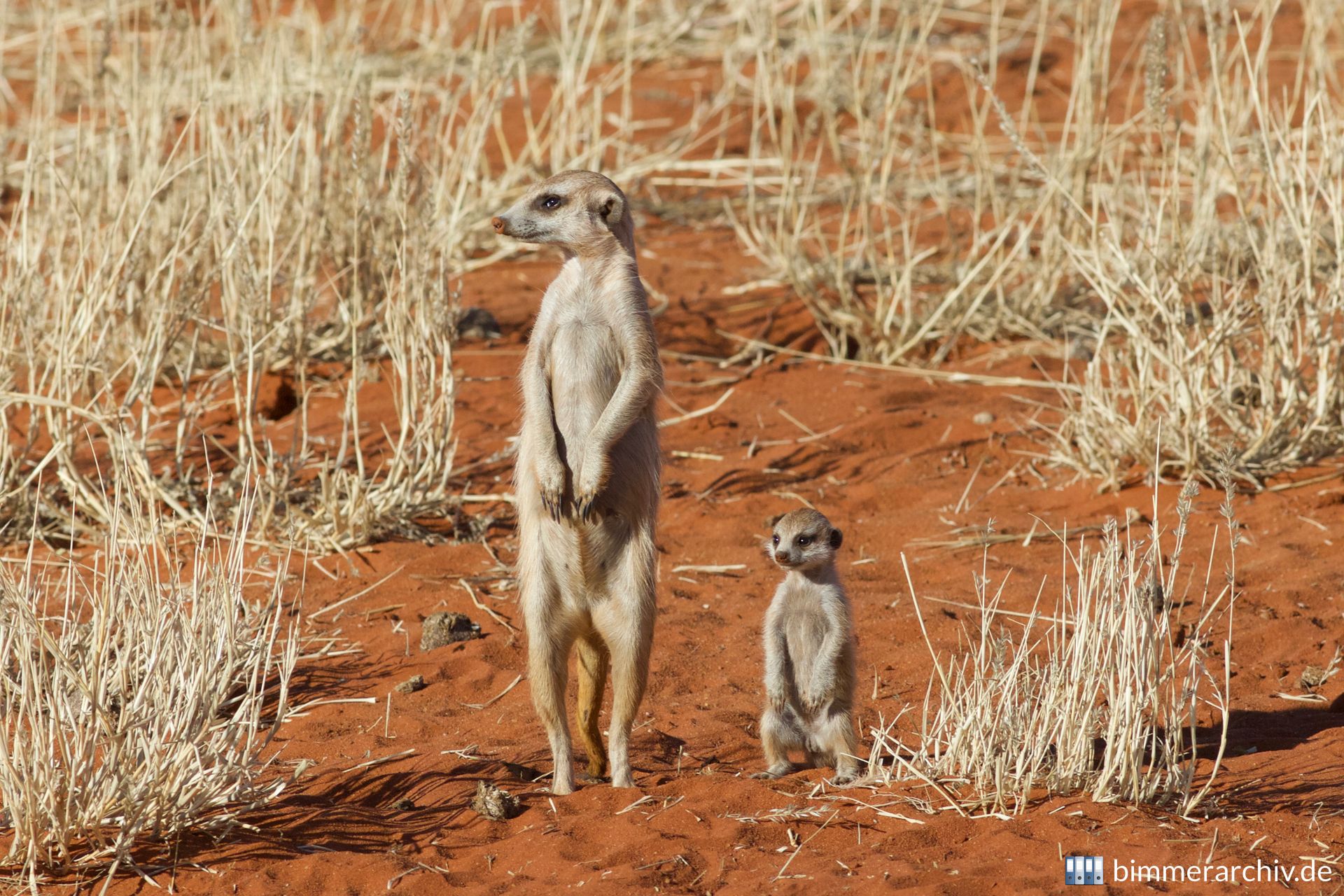Erdmännchen (Suricata suricatta)