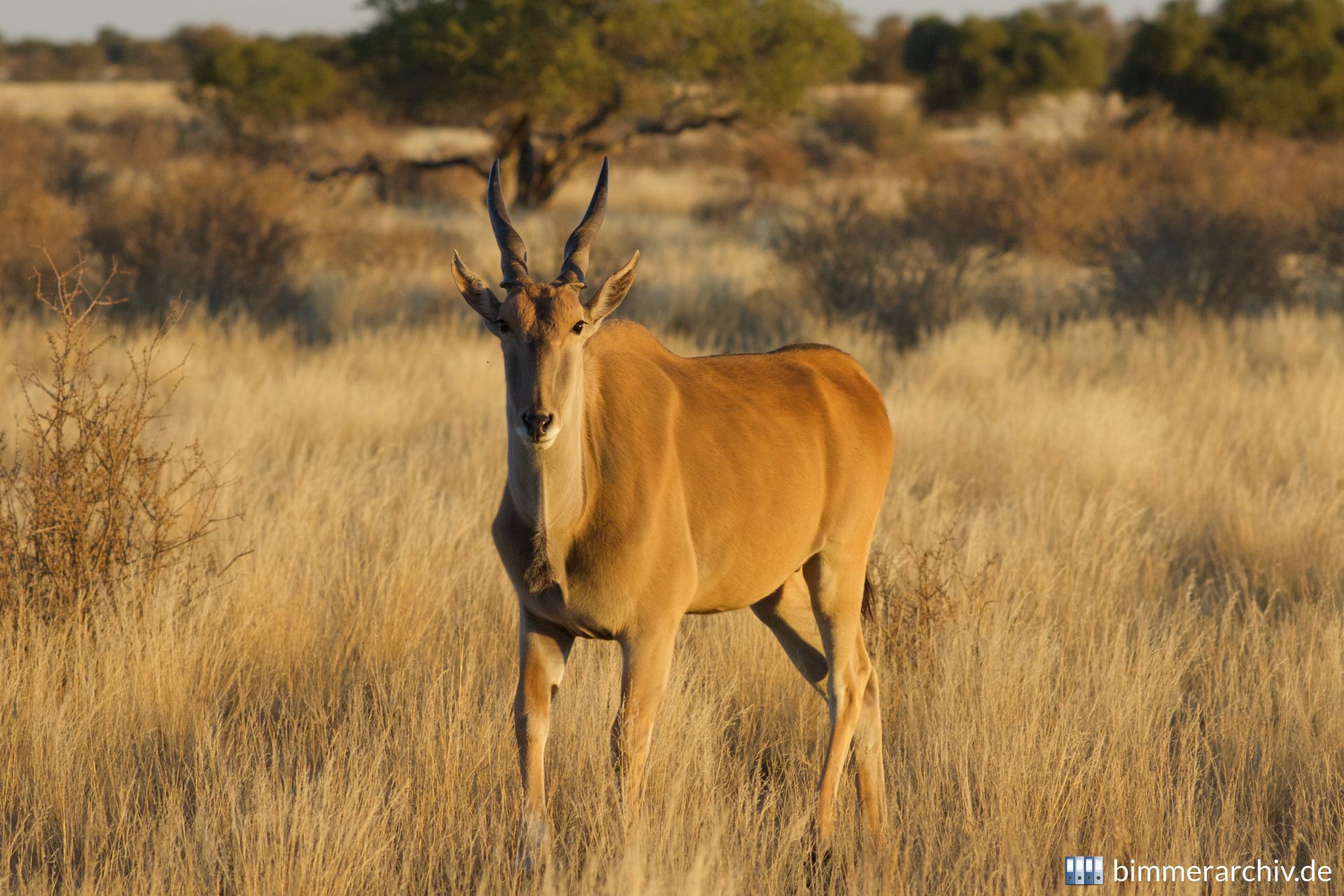 Elenantilope (Taurotragus oryx)