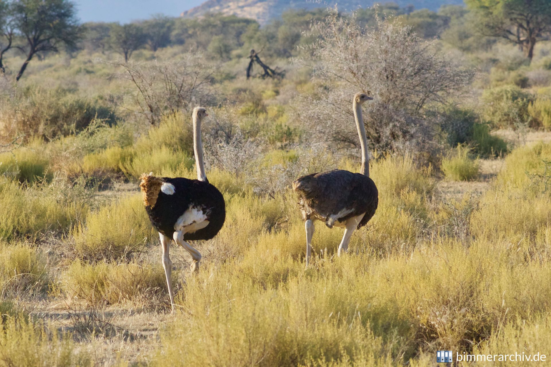 Afrikanischer Strauß (Struthio camelus)
