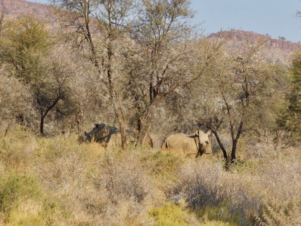 Breitmaulnashorn (Ceratotherium simum)