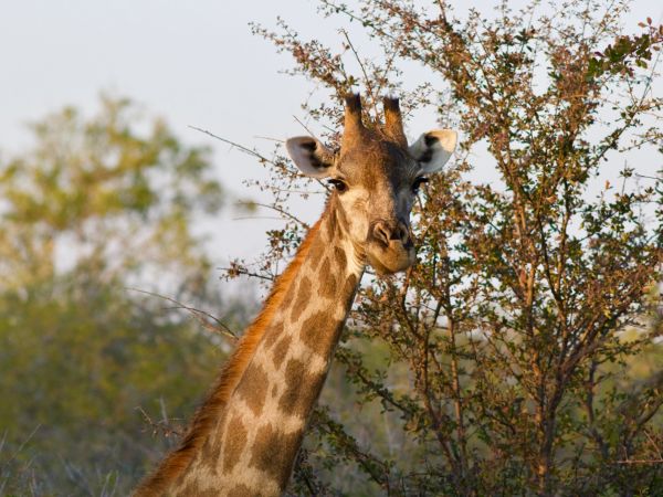 Giraffe (Giraffa camelopardalis)