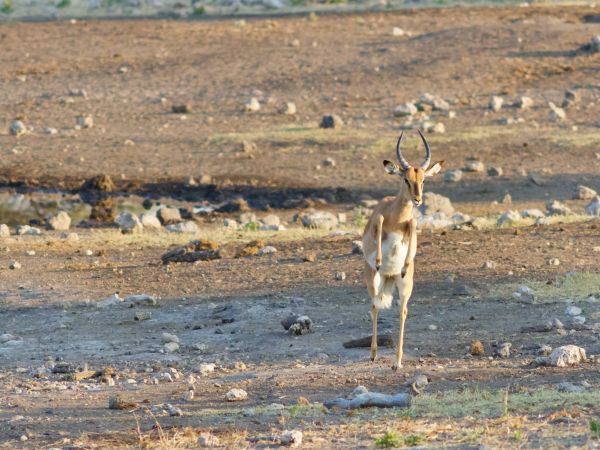 Springbock (Antidorcas marsupialis)