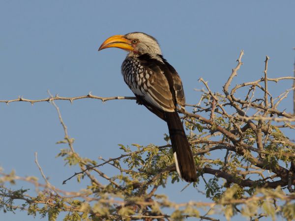 Südlicher Gelbschnabeltoko (Tockus leucomelas)