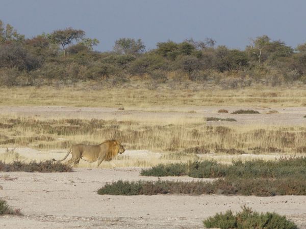 Löwe (Panthera leo)