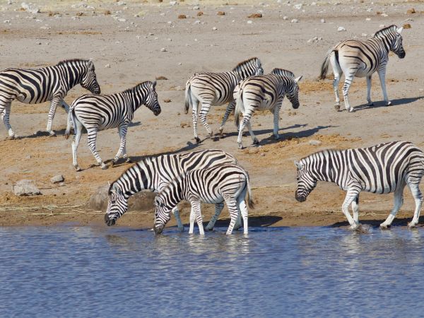 Steppenzebra (Equus burchelli)