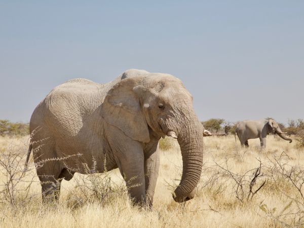 Elefant (Loxodonta africana)