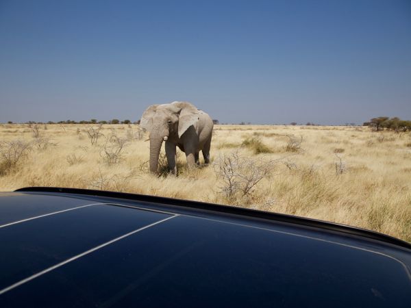 Elefant (Loxodonta africana)