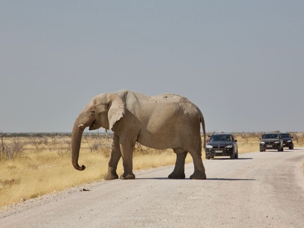 Elefant (Loxodonta africana)