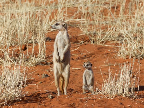 Erdmännchen (Suricata suricatta)