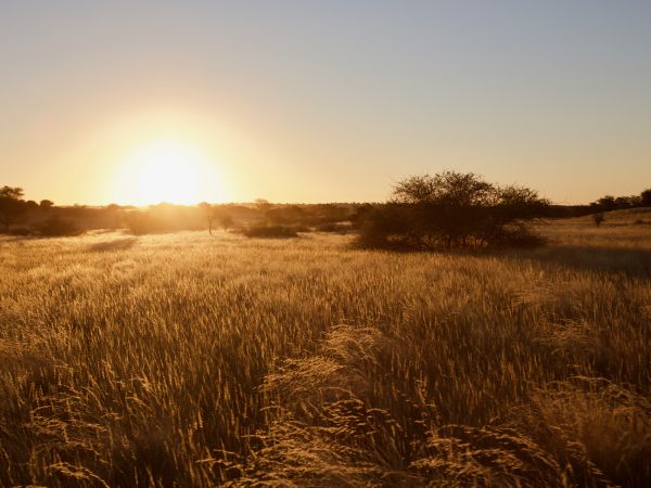 Sonnenuntergang in der Kalahari