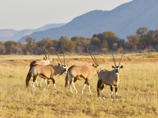 Spießbock (Oryx gazella)